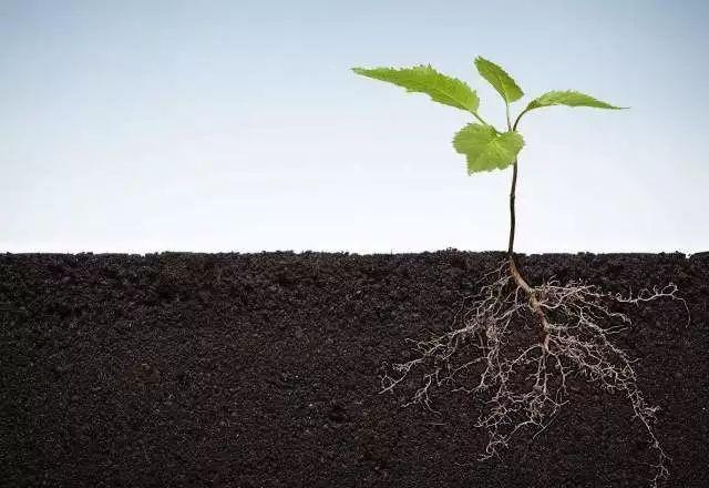 植物根系分析儀對(duì)農(nóng)業(yè)生產(chǎn)有幫助嗎？