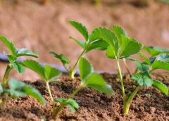 植物葉面積儀對(duì)于農(nóng)業(yè)發(fā)展有何幫助！
