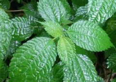 植物葉面積儀“精細(xì)化農(nóng)業(yè)”中的作用！