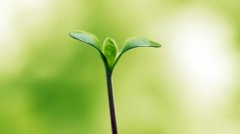 植物根系分析儀的作用是什么呢？