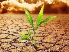 葉面積測(cè)定儀會(huì)不會(huì)破壞植物葉片？