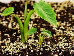 手持葉綠素檢測(cè)儀的使用方法是什么？